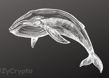 Bitcoin Whale Numbers Hit 2-Year Record as Pre-Halving Accumulation Skyrockets