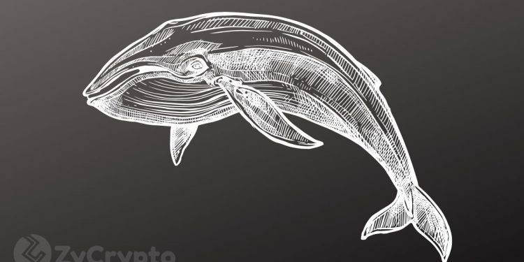 Bitcoin Whale Numbers Hit 2-Year Record as Pre-Halving Accumulation Skyrockets