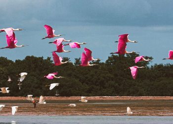 Despite Utility, Bitcoin Cannot Fix Venezuela