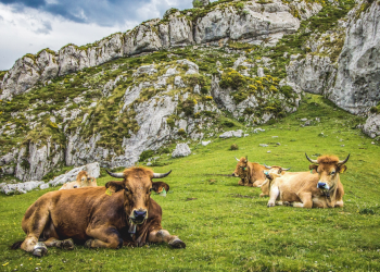 3 Reasons Why Analysts Are Bullish on Bitcoin