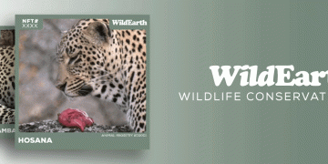 WildEarth TV Channel Announces NFT Collection For Wildlife Conservation