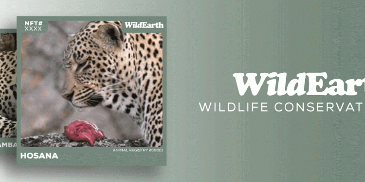 WildEarth TV Channel Announces NFT Collection For Wildlife Conservation